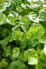 Claytonia perfoliata (Miner's lettuce, Winter Purslane, Spring Beauty, or Indian lettuce; syn. Montia perfoliata) is an annual herb in the Montiaceae (Montia) family.