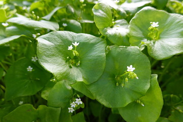 Miner's lettuce is a small, herbaceous, slightly succulent annual plant of early spring.