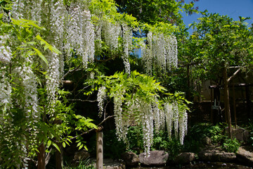 Wisteria flowers blooming in the park.   Nara Japan 
