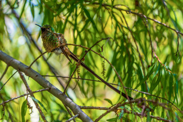 Long-tailed hummingbird hidden in the woods