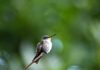 Fototapeta premium Hummingbird