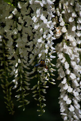 Closeup of a bee at the wisteria flowers.   Nara Japan    
