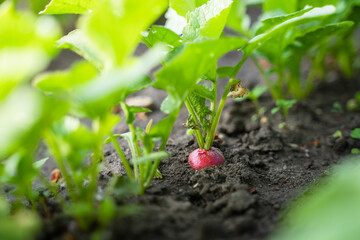 Growing in the soil on a garden bed, a radish of a rich red-pink color close-up