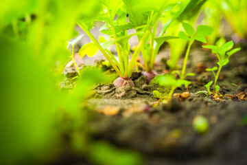 Growing in the soil on a garden bed, a radish of a rich red-pink color close-up