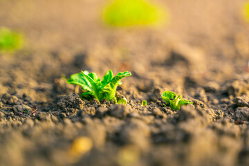 Young green potato bush close-up on a garden bed in the soil