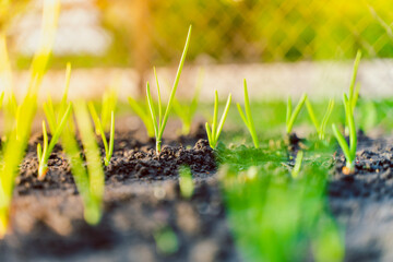 Young green leaves of green onions close-up on a garden bed at sunrise