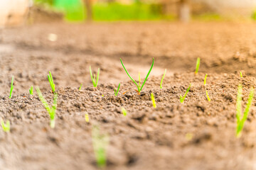 Green onion sprouts in the soil close-up at sunset lighting. Growing herbs in the home garden