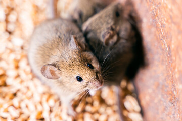 Two house mice are caught in a grain storage. Damage to the wheat crop by rodents. Mouse close up