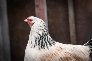 Beautiful light-colored chicken close-up on a dark background