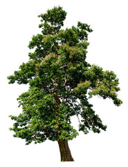 Isolated tree on a completely isolated white background. Beautiful tree, suitable for use in architectural design or decoration. Applies to natural articles both in print and on the web.