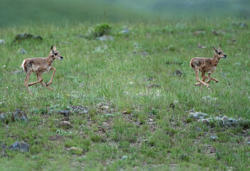 Young Pronghorn