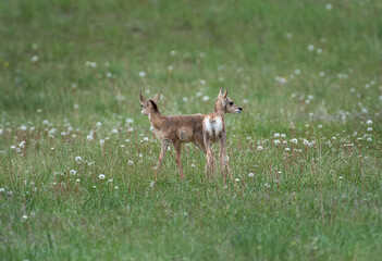 Young Pronghorn
