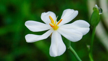beautiful lilies in the morning, White flower