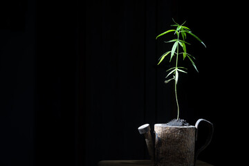 Cannabis plant grows in a potted pot in a room or closet . marijuana leaves is a plant for...