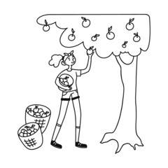 Linear hand drawing. Female gardener picking apples. Gathering harvest, tree, fruit flat vector illustration. Autumn, fall, orchard concept for banner, website design