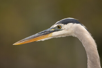 Great Blue Heron Portrait