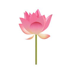 Pink lotus on a white background vector illustration