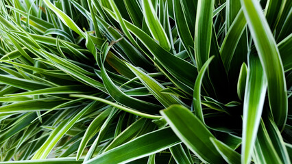close up of a grass