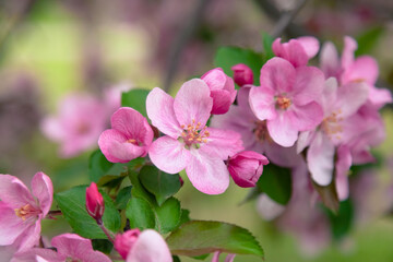 Naklejka na ściany i meble Pink flowers of an ornamental apple tree in the park