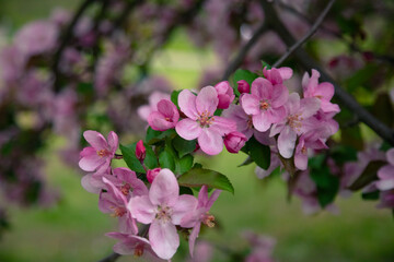 Pink flowers of an ornamental apple tree in the park