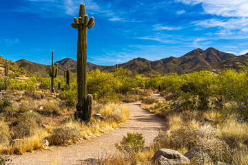 A trail in the Sonoran desert
