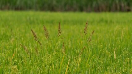 Wild plants growing among the rice plants. Very annoying if not controlled.