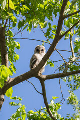 Barred Owl Chick