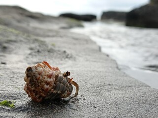 crab on the beach
