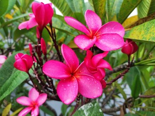 Close up Plumeria rubra or Kamboja or frangipani flowers.