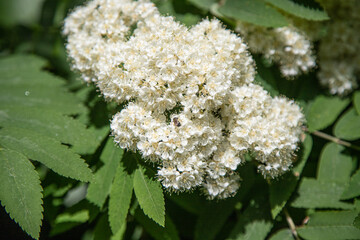 White rowan flowers in spring nature. - obrazy, fototapety, plakaty