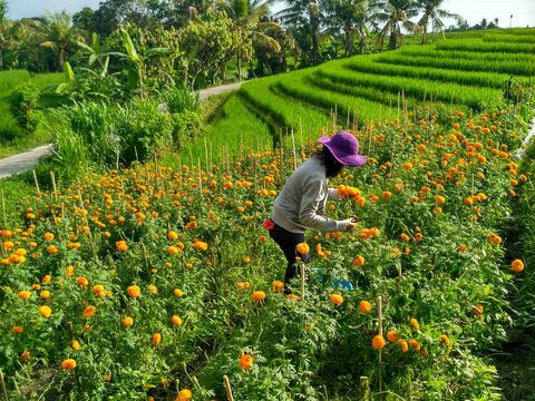 Gemitir flower farmer is picking garden produce.