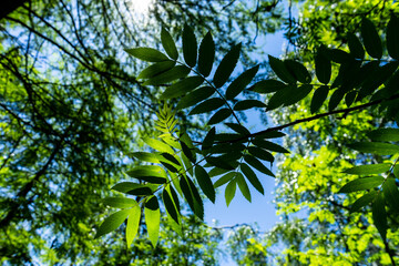 green leaves and sun. Branches of a tree with green leaves on a background of blue sky and bright sunlight, summer sunny day natural landscape. 