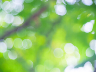 Obraz premium blur of green nature Use it for background images, designs and card making.