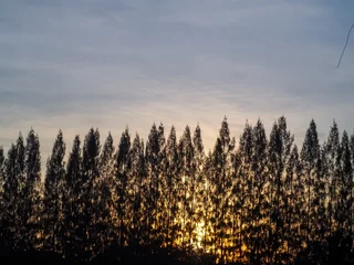 Photo sur Aluminium brossé Forêt dans le brouillard wheat field at sunset