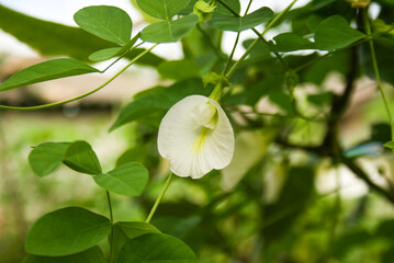 Fototapeta na wymiar white Butterfly pea, Blue pea flower blooming in garden home Thailand