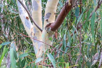 eucalyptus tree trunk and leaves