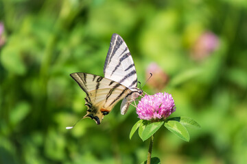 Obraz na płótnie Canvas Beautiful Butterfly Scarce Swallowtail, Sail Swallowtail, Pear-tree Swallowtail, Podalirius. Latin name Iphiclides podaliriu. Butterfly collects nectar on flower.