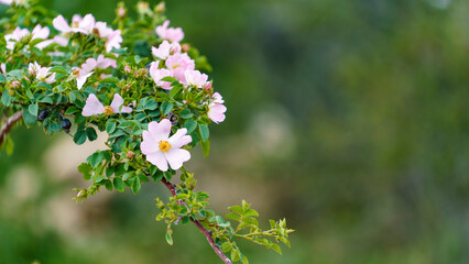 Natural background with flowering rosehip branches