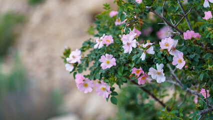 Natural background with flowering rosehip branches