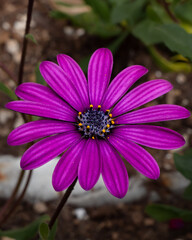 Obraz premium Purple Anemone