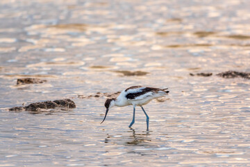 Water bird pied avocet, Recurvirostra avosetta, feeding in the lake. The pied avocet is a large black and white wader with long, upturned beak