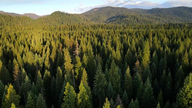 Flying over a mountainside forest in Southern Oregon at dawn
