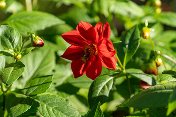 Obraz na płótnie Canvas A wonderful red flower in a garden. Some red dahlia. Red autumn flowers.