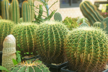 beautiful cactus in the garden