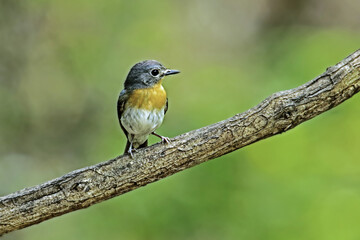 The Tickell's Blue Flycatcher on a branch