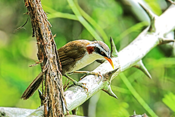 The White-browed Scimitar Babbler on a branch in Thailand