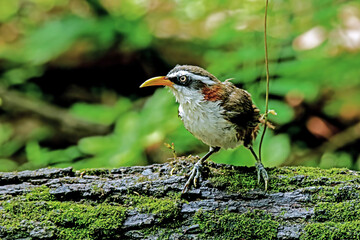 The White-browed Scimitar Babbler on a branch in Thailand