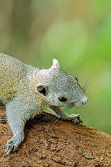 A chipmunk on the tree