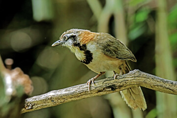 The Greater Necklaced Laughingthrush on a branch in nature