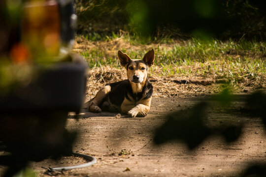Perrito al sol